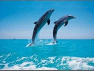 delfini-84122_80-c320xc240.jpg