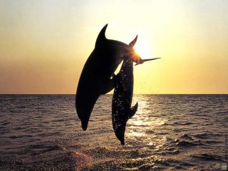 delfini-84124_80-c320xc240.jpg